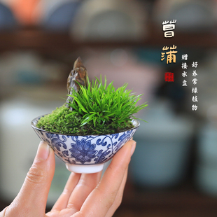 黄金极姬菖蒲微型盆景禅意中式茶室办公桌绿植菖蒲草四季迷你盆栽