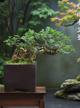 老桩熟货种活发货邻水造型胡椒木