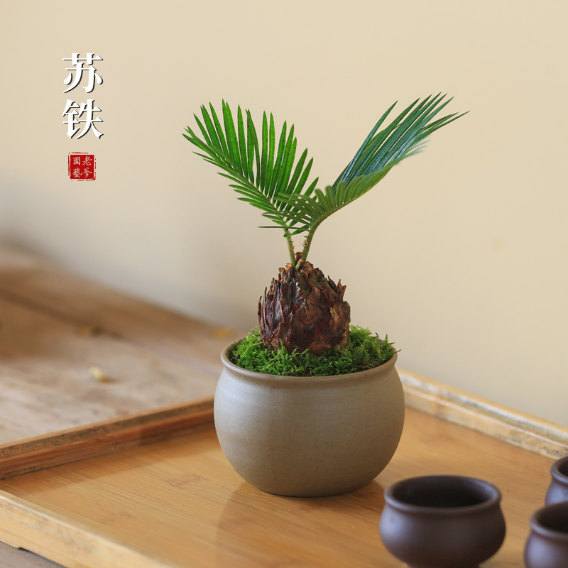 老爹家的菖蒲懒人盆栽绿植