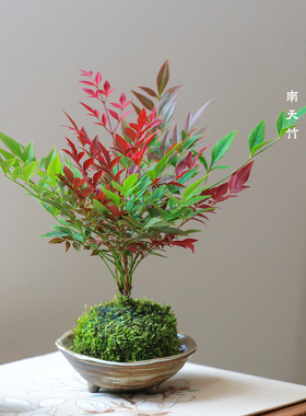 南天竹小盆栽室内书房茶室办公桌面水培观赏苔玉红叶盆景礼品好养