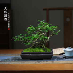 清香胡椒木老桩造型基地盆景盆栽一物一拍室外庭院室内外耐寒植物