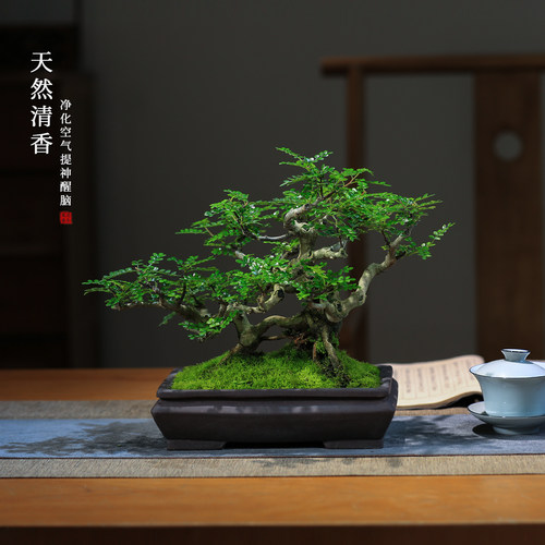 矮霸清香木老桩一物一拍养护成活