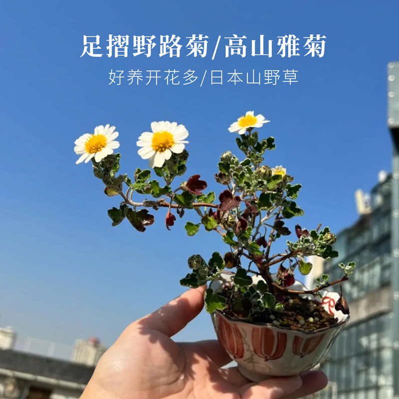 日本足摺野路菊高山雅菊盆栽山野草花卉盆景菊花苗好养绿植办公室