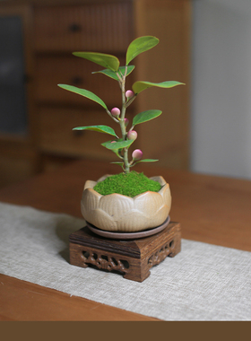 小盼菩提迷你小盆栽室内植物好养办公室桌面绿植情绪稳定带果盆景