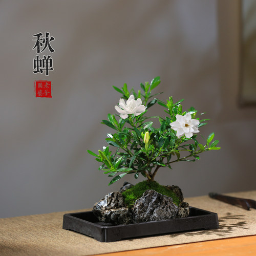 重瓣小叶奶油香栀子花盆栽好养