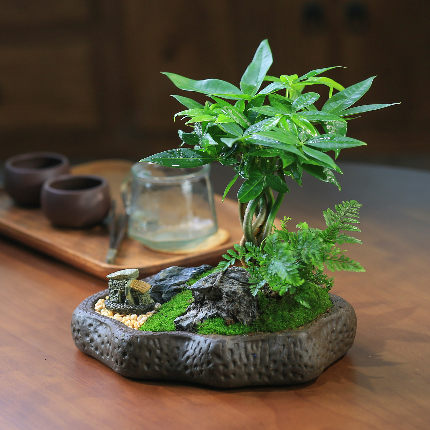 DIY造型发财树桌面小盆栽绿植