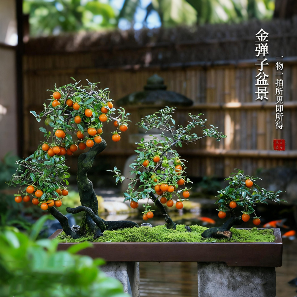 金弹子一物一拍老鸦柿老桩盆景年宵红果绿植庭院阳台高端盆景素材