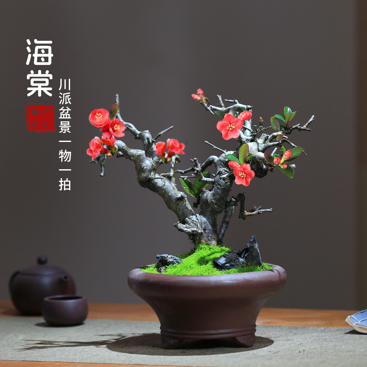 贴梗海棠花盆栽带花苞好养易活