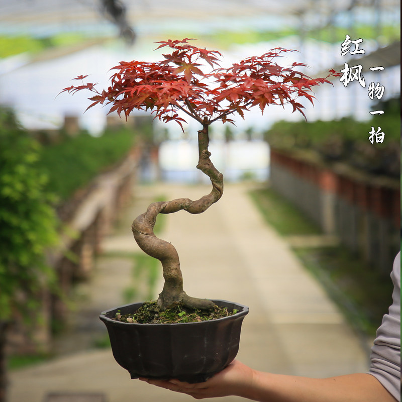 红枫盆栽一物一拍室内桌面彩叶真植物茶室客厅好养红叶四季常绿植