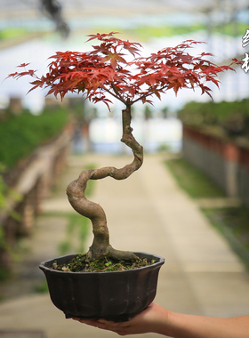 红枫盆栽一物一拍室内桌面彩叶真植物茶室客厅好养红叶四季常绿植