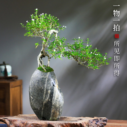 四季常绿天然原石好养桌面盆景