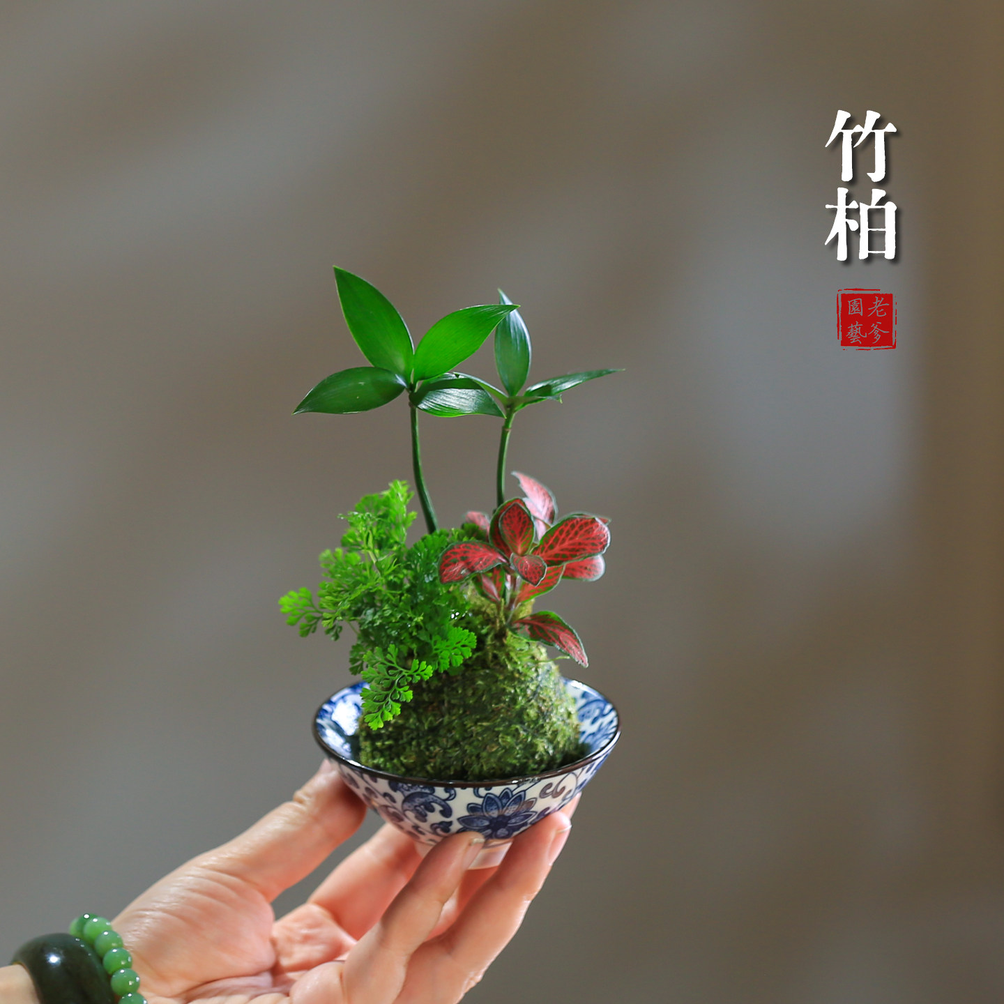 竹柏桌面绿植室内盆栽青苔藓微景观好养易活净化空气苔藓小盆景