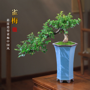悬崖式雀梅盆栽老桩植物客厅观叶窗台阳台办公室造型绿植室内盆景