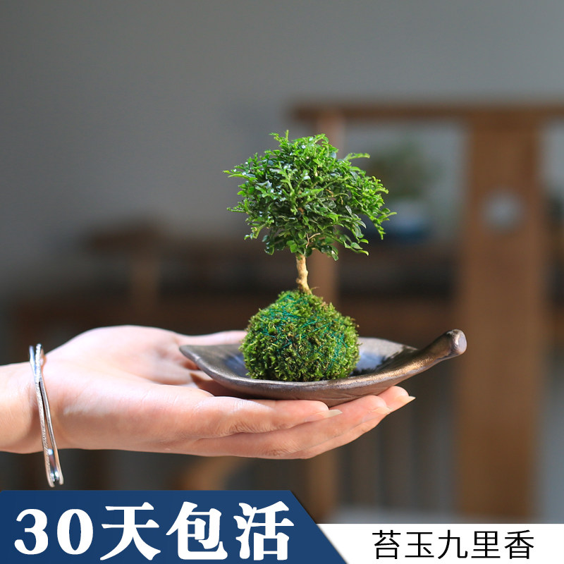 苔藓淘宝天猫优惠券大全 品牌精品汇聚 价格大全移动版 最宠网