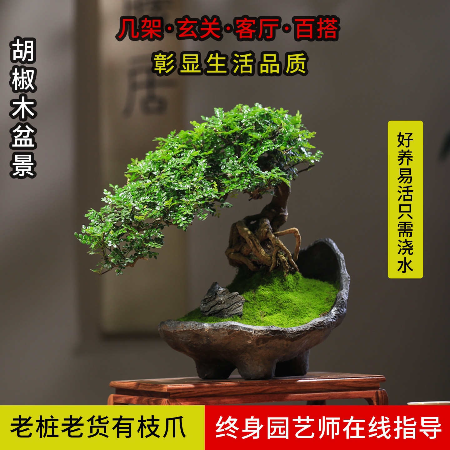 清香胡椒木造型盆景好养耐阴