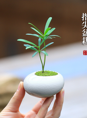 迷你小盆栽茶桌植物办公桌盆景虎耳草九里香罗汉松室内绿植禅意