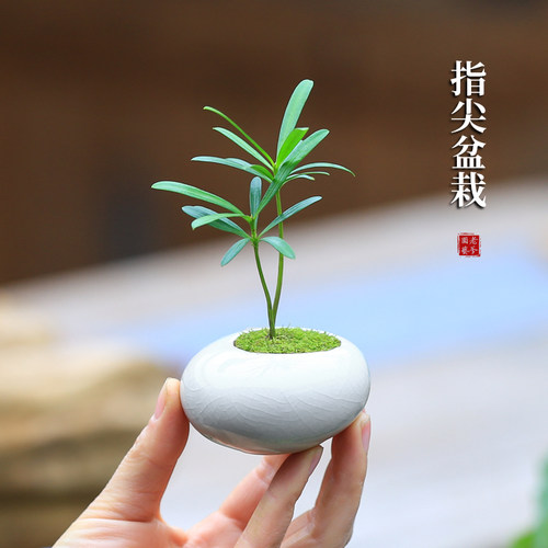 迷你绿植盆栽桌面植物摆件