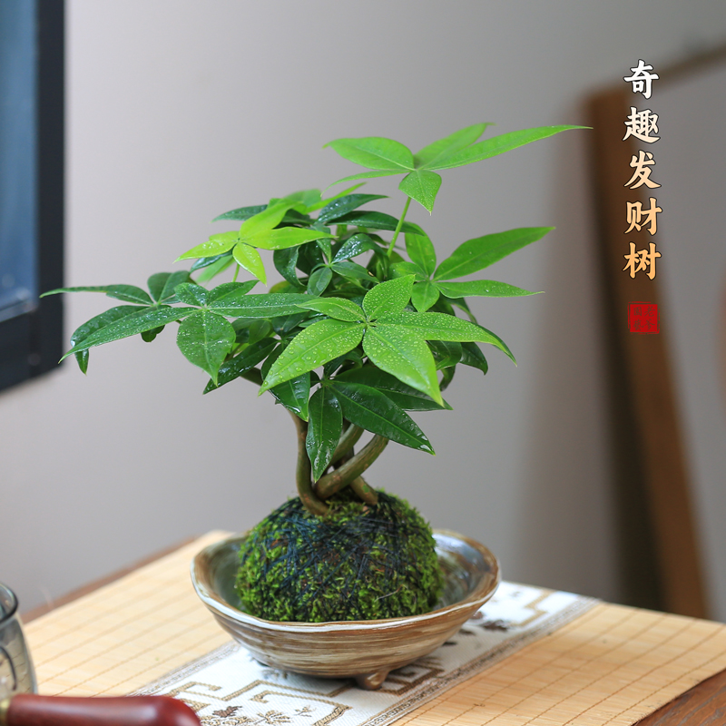发财树苔藓球常青室内好养植物