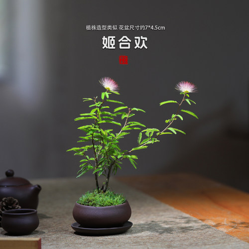 老爹家的菖蒲姬合欢阳台网红花卉
