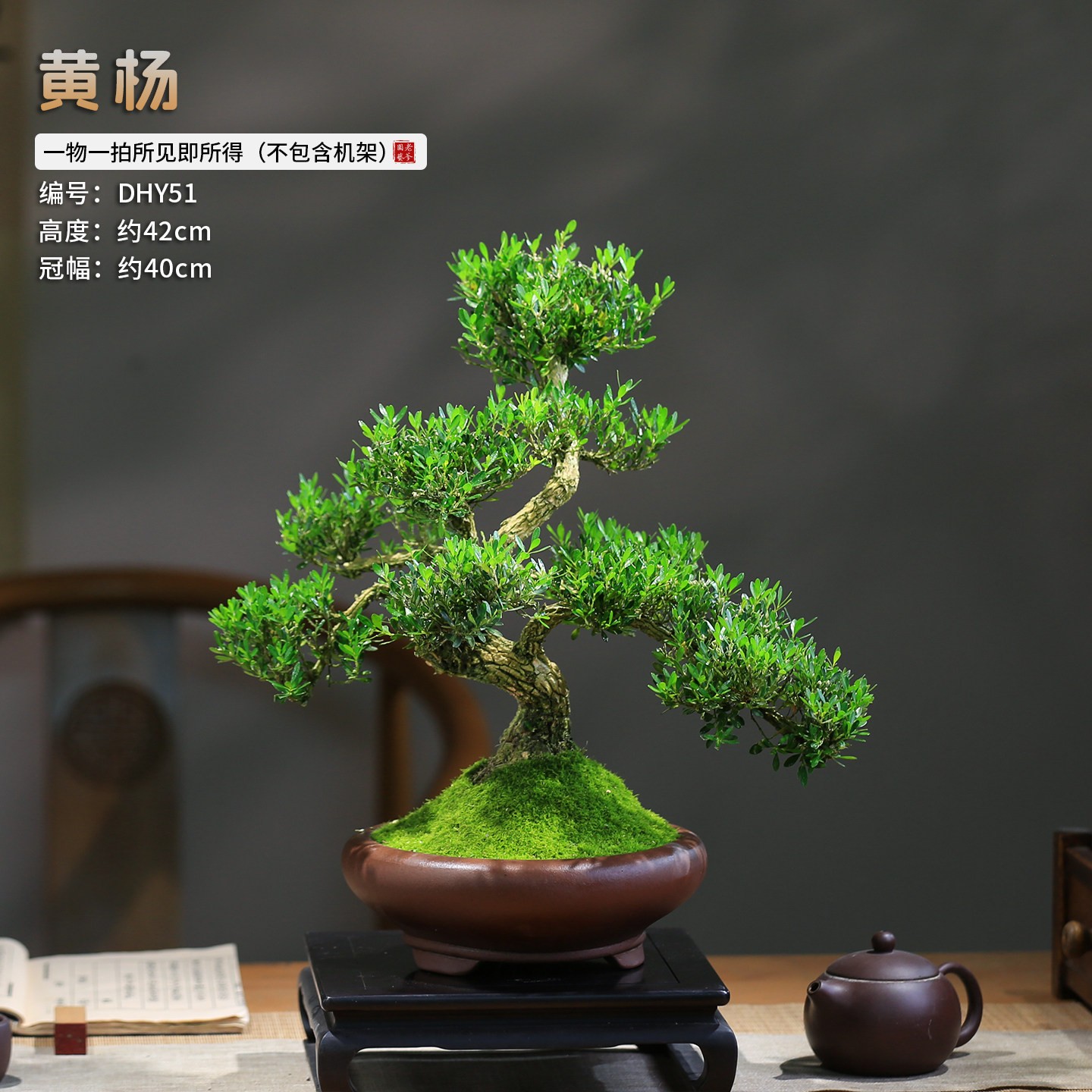 黄杨老桩矮霸造型盆景室内绿植中式禅意摆件好养耐阴常青绿植盆栽