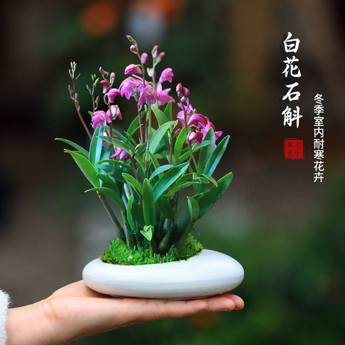 澳洲石斛石斛兰室内盆栽好养易活