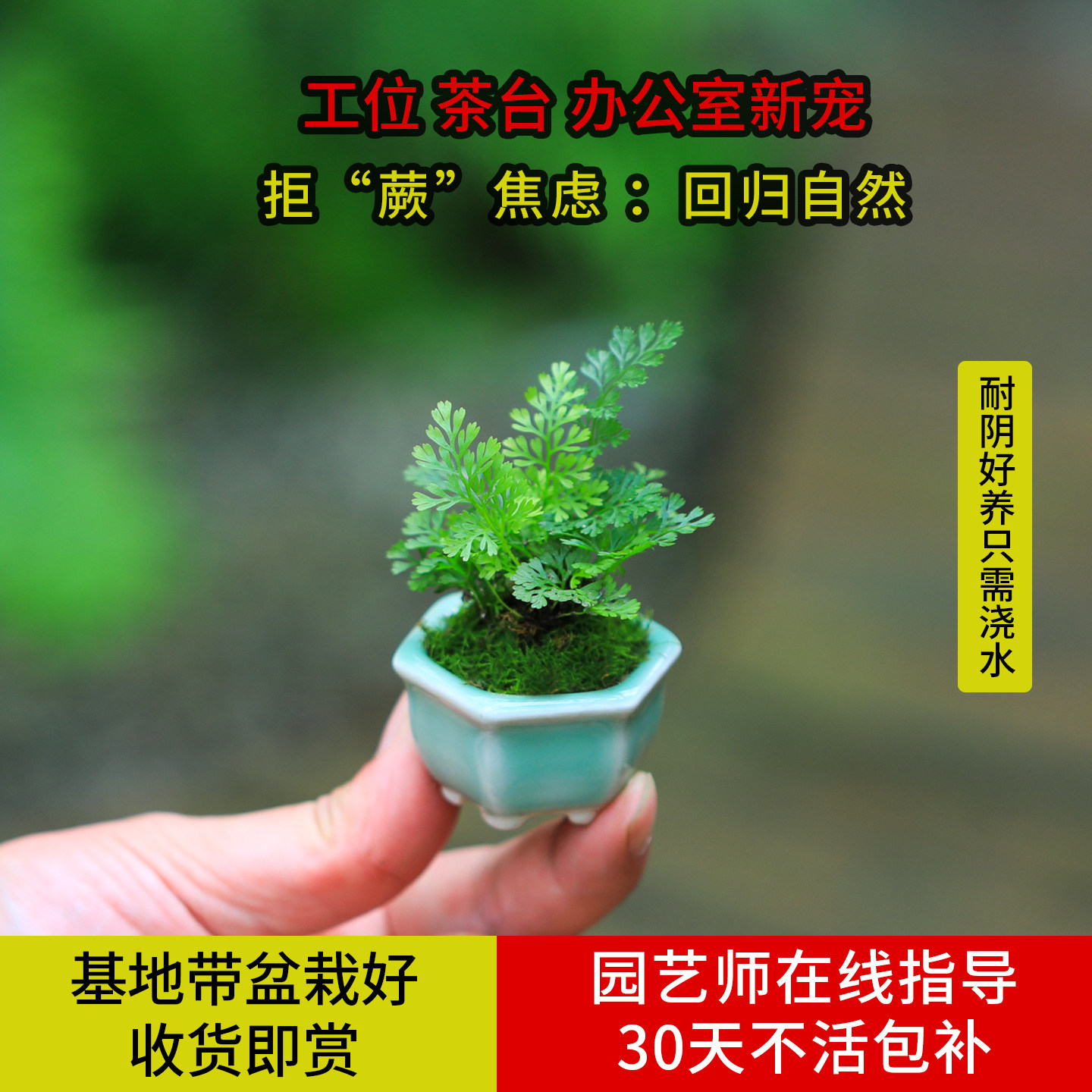 迷你狼尾蕨盆栽精致办公室桌面微景观摆件小绿植室内好养蕨类植物
