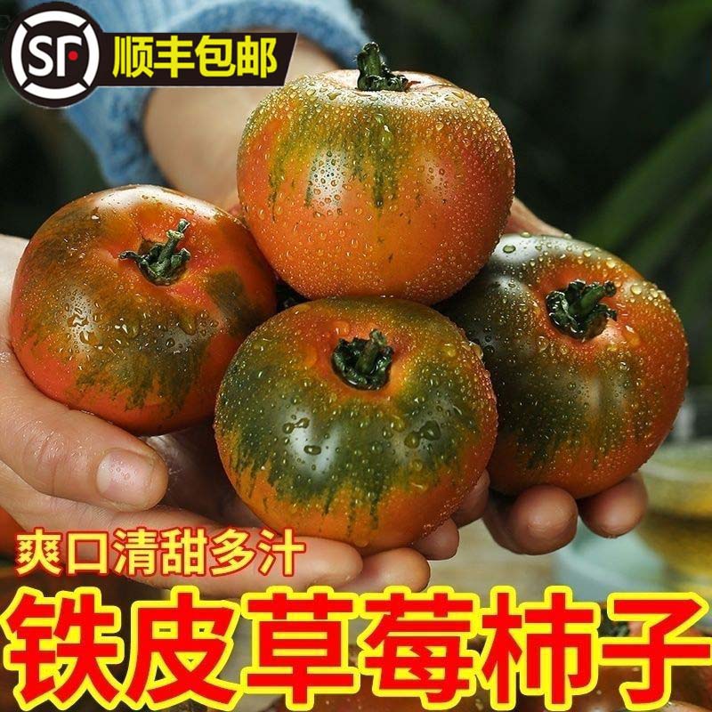铁皮草莓西红柿保证正宗碱地柿子
