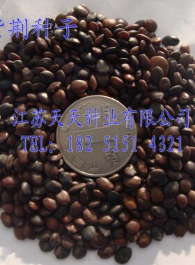 精选紫荆花满条红苏芳一斤种子
