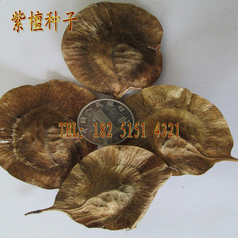 销售新采印度紫檀种子,牛血树,紫檀种子包邮