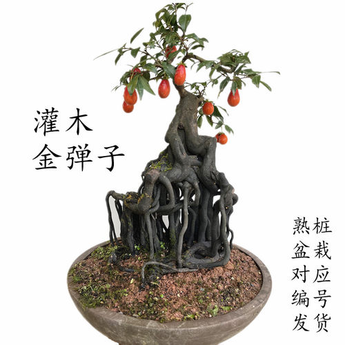 金弹子精品造型根艺悬崖观果好看