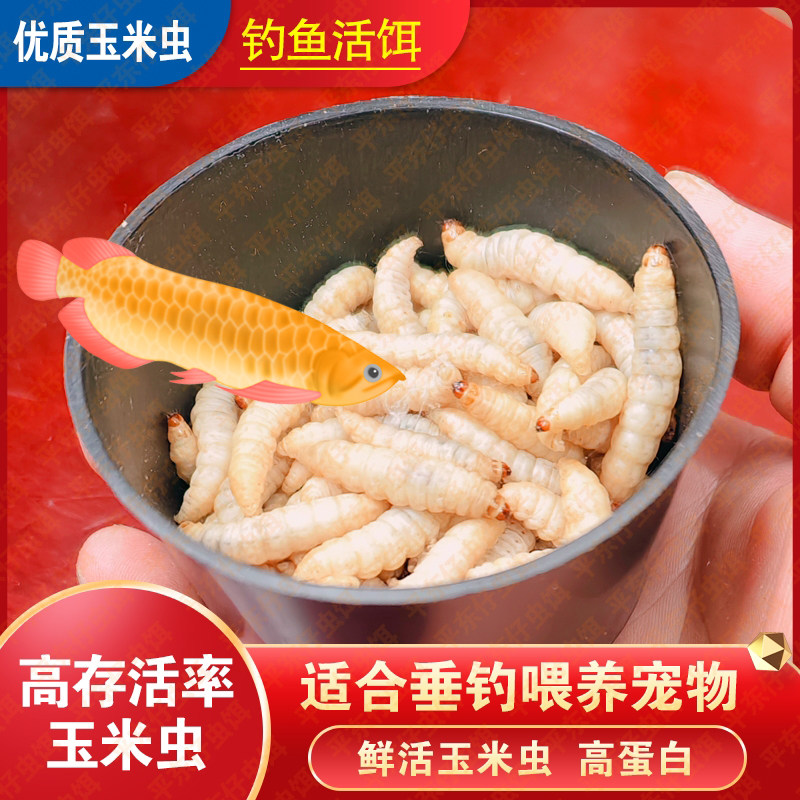 【小号玉米虫喂观赏鱼】喂龙鱼活体饲料玉米虫红龙鱼金龙鱼活虫饵,宠物/宠物食品及用品,观赏鱼饲料,淘宝优惠券,粉丝福利购,淘宝优惠卷
