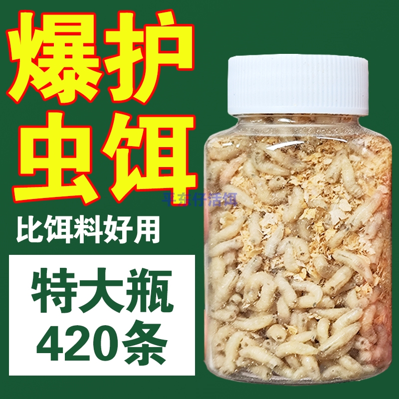 【特大装420条】鲜活蛆虫苍蝇蛆人工活蛆虫养殖喂鸡钓鱼公鱼饵料 户外/登山/野营/旅行用品 活饵/谷麦饵等饵料 原图主图