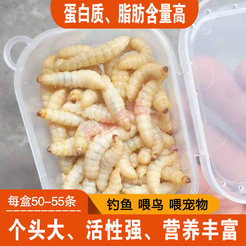 特大玉米虫葡萄蜜虫大蜡螟幼虫钓鱼活饵宠物鸟食守宫蜥蜴鱼粮饲料