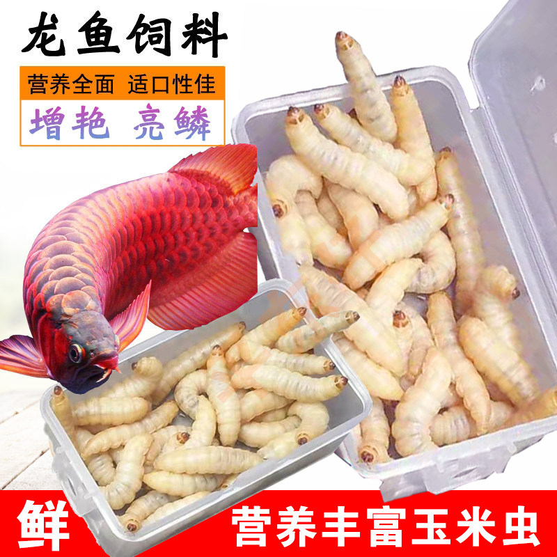 喂龙鱼活体饲料玉米虫面包虫喂鱼料血鹦鹉罗汉发财热带鱼粮食活饵