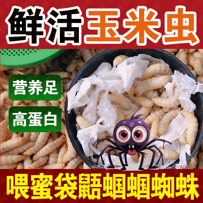 【大号玉米虫喂蝈蝈蜘蛛】鲜活玉米虫饵蝈蝈蜘蛛蜥蜴壁虎鸣虫食物
