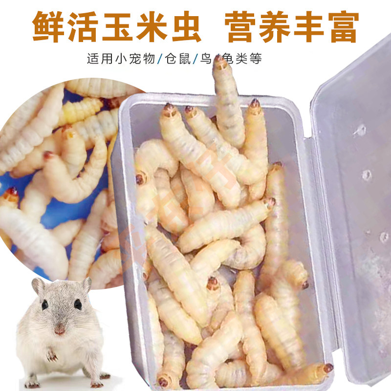 葡萄蜜玉米虫活体饵料大蜡螟幼体喂鸟虫饵鹦鹉粮鹦鹉粮食昆虫饵料图片
