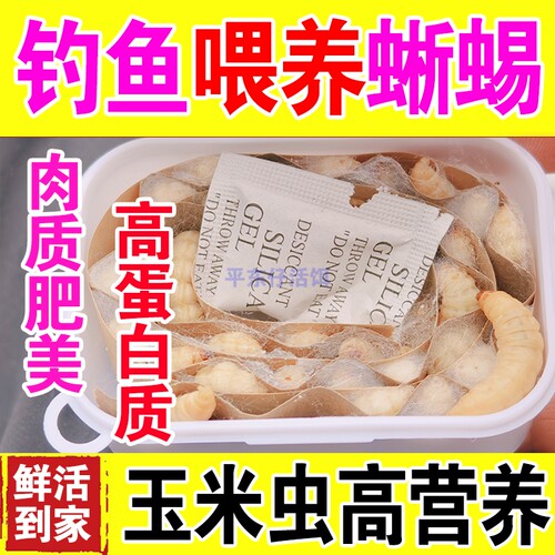 【精选玉米虫喂守宫】鲜活营养玉米虫活虫饵喂蜥蜴守宫鬃狮蜥食物