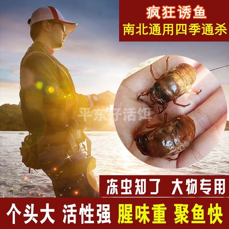 【专钓大物虫饵】知了猴钓鱼爬叉猴金蝉鱼饵钓草鱼鲶鱼神饵昆虫饵