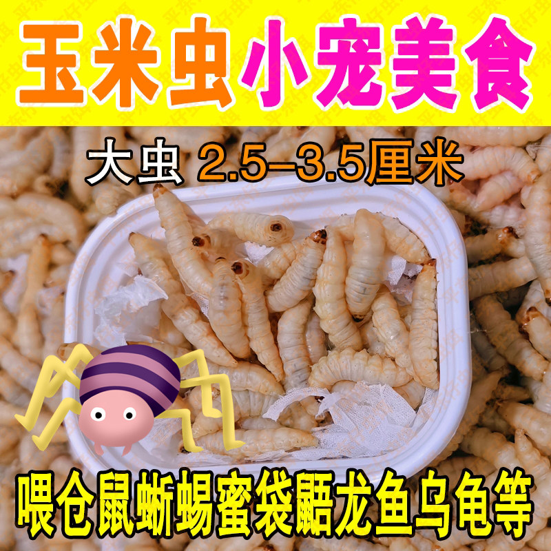 【小号玉米虫喂蝈蝈蜘蛛】鲜活玉米虫饵蝈蝈蜘蛛蜥蜴壁虎鸣虫食物,宠物/宠物食品及用品,爬虫/鸣虫食物,淘宝优惠券,粉丝福利购,淘宝优惠卷