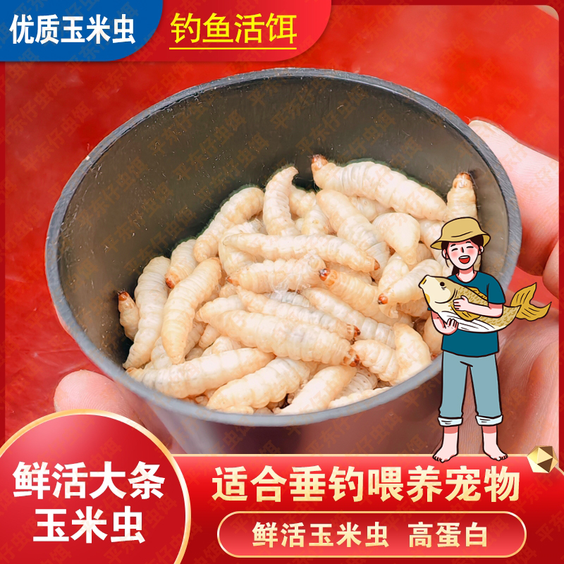 【小号玉米虫钓大鱼】钓鱼活饵玉米虫大葡萄蜜虫爬宠蜥蜴饲料钓饵