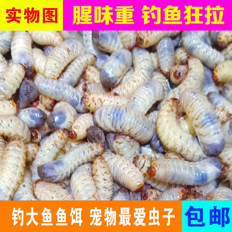 蛴螬老母虫活体金龟子幼虫鱼饵黑坑野钓鲶鱼黄辣丁鲫鲤鱼草鱼饵料