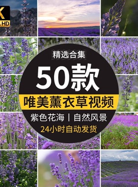 唯美景紫色薰衣草庄园田园实拍特写镜头花海自然风景剪辑视频素材