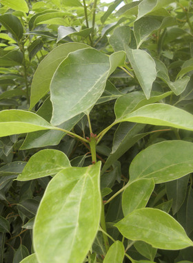 龙脑樟/龙脑樟树叶/龙脑叶子  香薰龙脑叶粉末