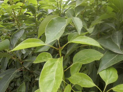 龙脑樟/龙脑樟树叶/龙脑叶子  香薰龙脑叶粉末