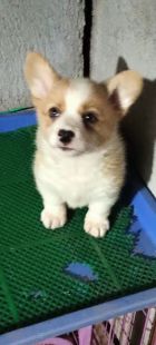 东鲁犬舍柯基犬柯基幼犬双血统柯基幼犬CKU彭布罗克柯基