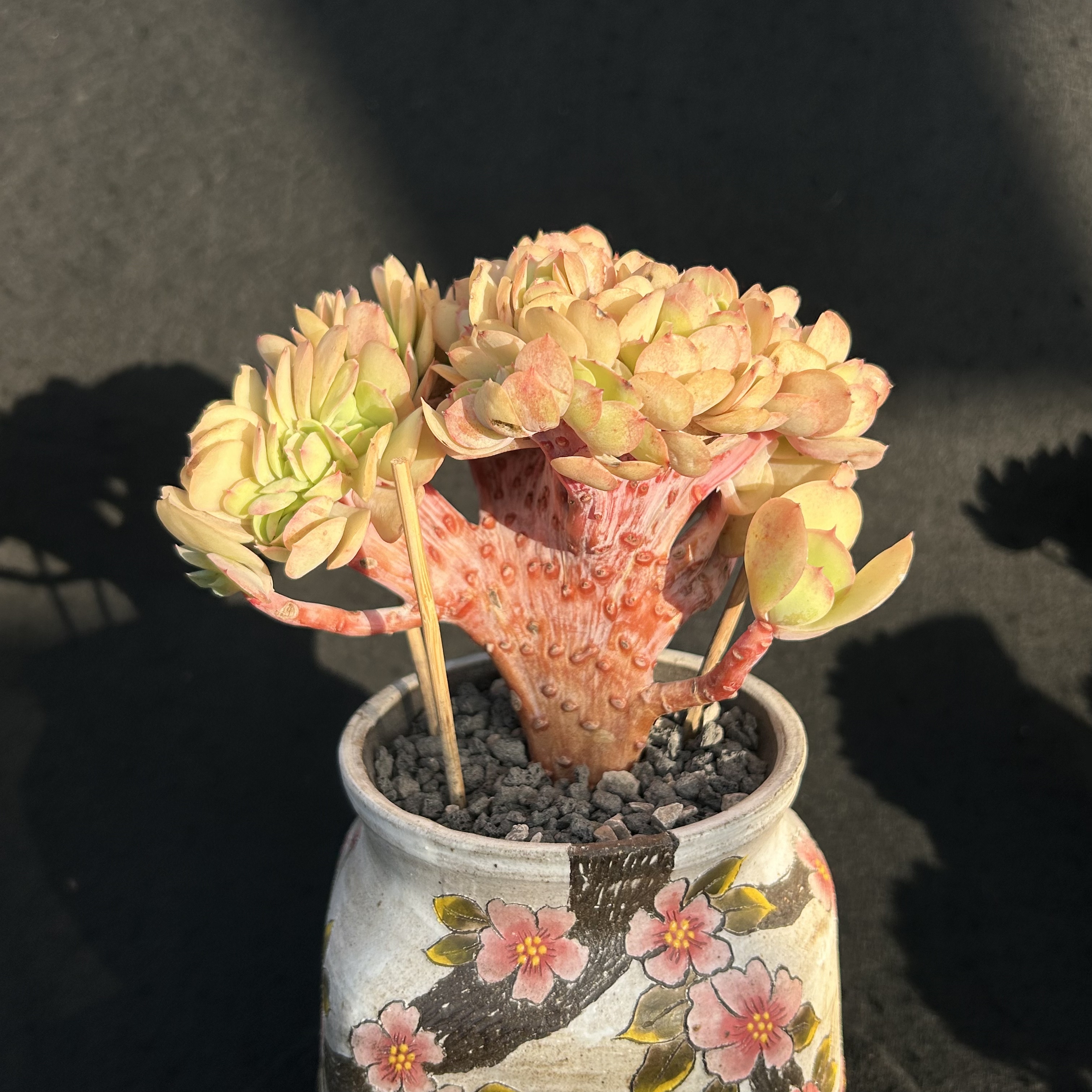 碧桃小树缀