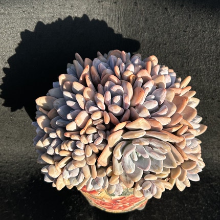 粉兔老桩