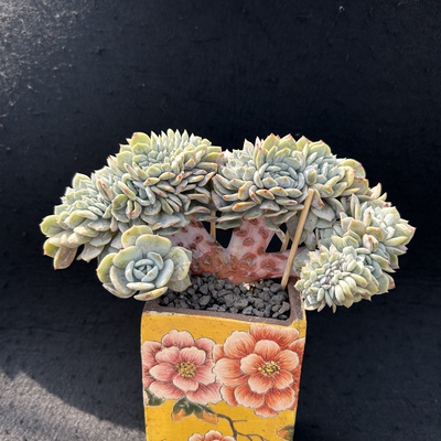 劳林小树朵朵缀