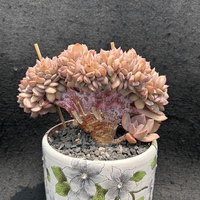 提拉米苏小树缀