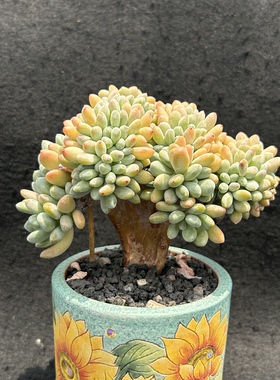 灯美人小树缀